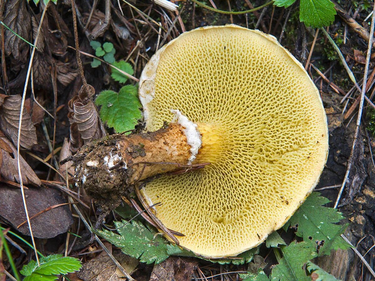 1 трубчатые грибы. Boletinus cavipes. Болетинус полоножковый. Моховик полоножковый. Моховик болотный.