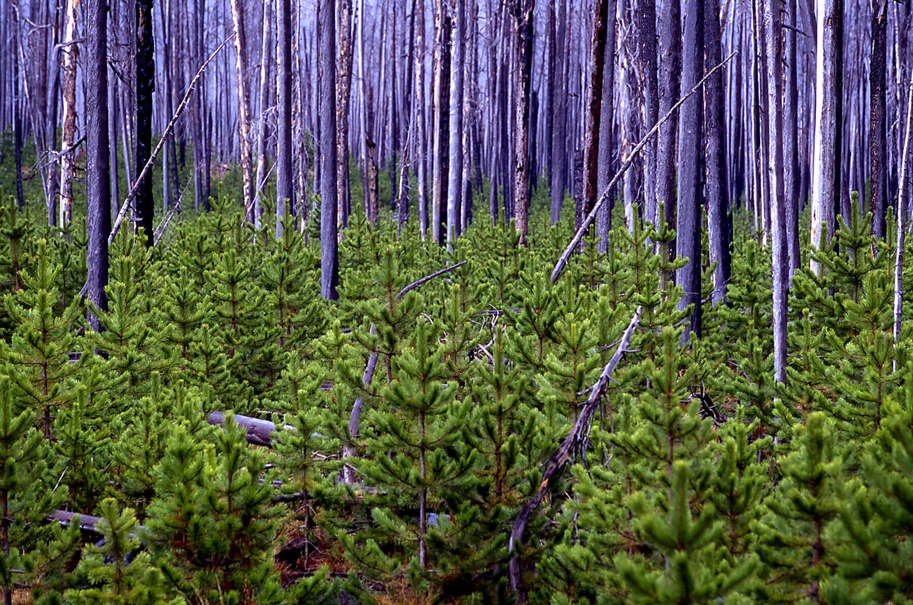 Северные хвойные породы. Pinus contorta. Лесовосстановление лиственницей. Подлесок тайги. Пихта подлесок.