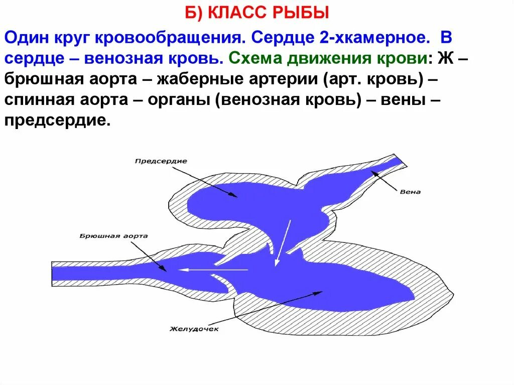 У рыб 1 круг кровообращения. Кровеносная система рыб схема круги кровообращения. Круг кровообращения рыб схема. Кровеносная система рыб сердце. Схема движения крови у рыб.