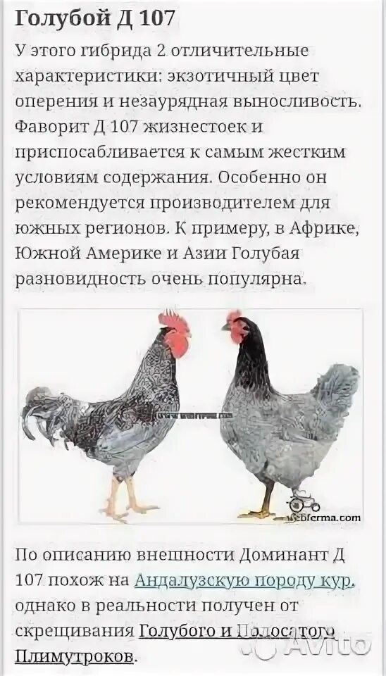 Доминанты содержания