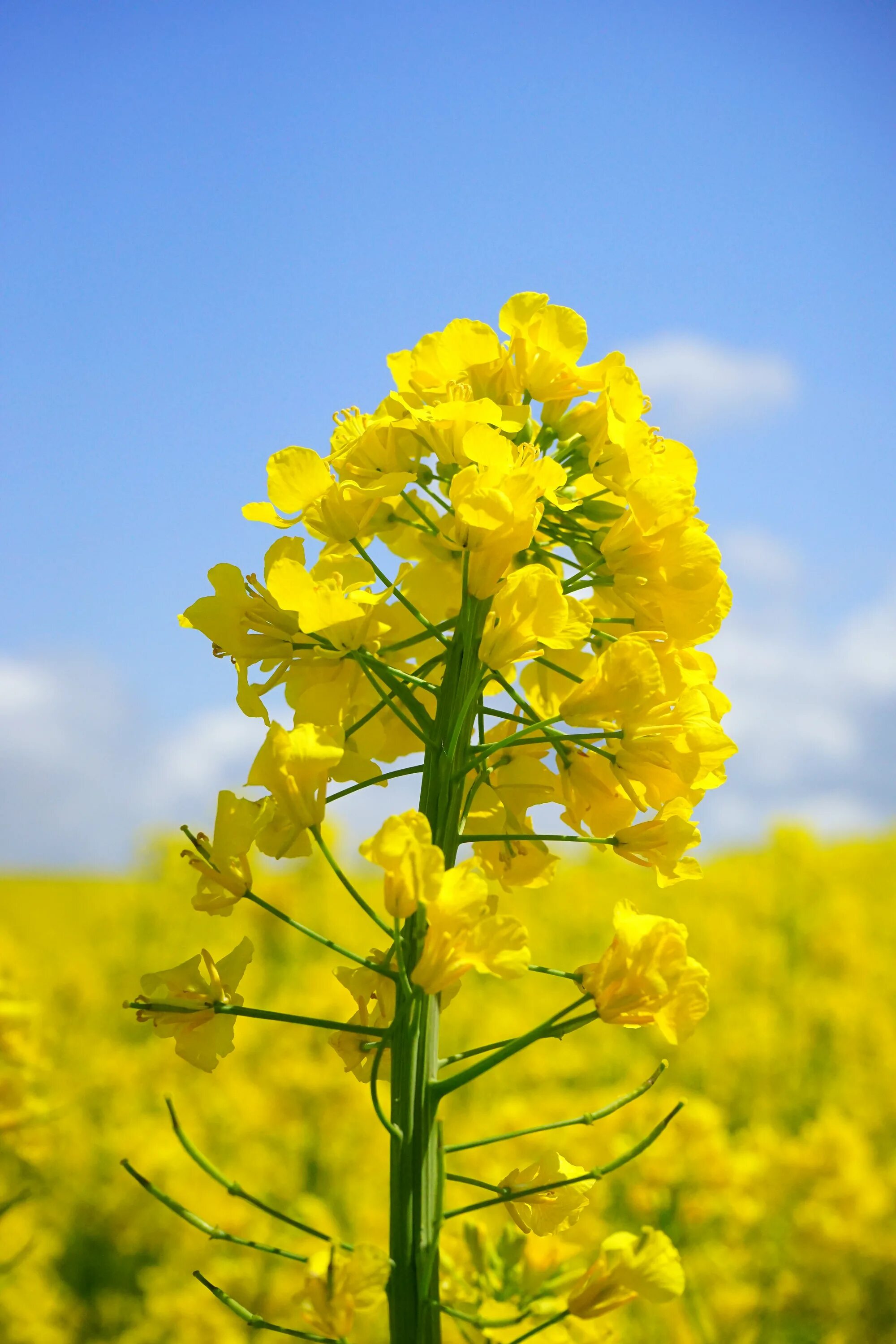 Рапс – Brassica napus.. Рапс полевой желтый. Сурепка масличная. Рапс Луговой.