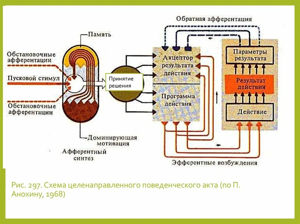 Функциональная система поведенческого акта. П К Анохин теория функциональных систем. Схема Анохина функциональной системы. Рисунок функциональная система п.к. Анохина. Афферентация это