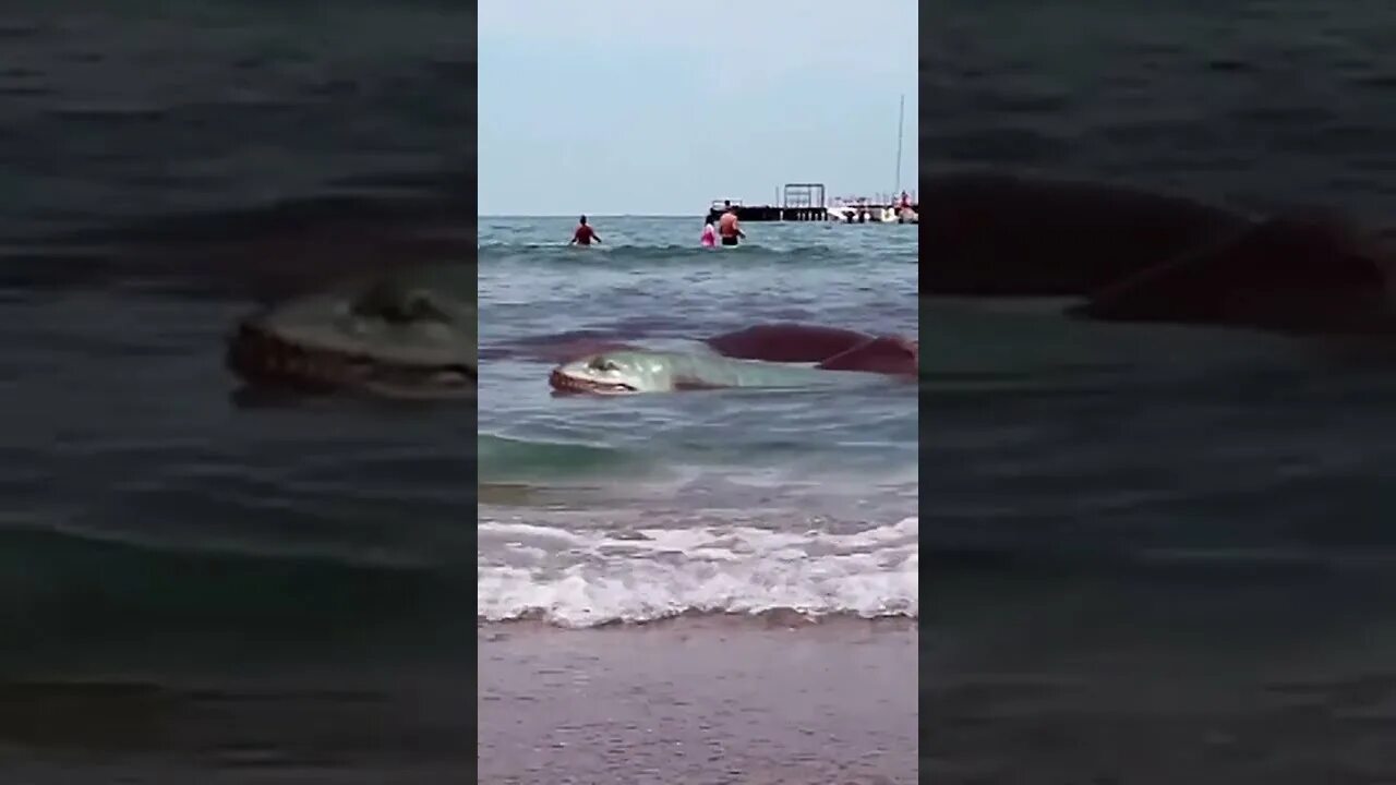 Карадагский змей. Карадагский змей в черном море. Карадагский змей в черном море в Анапе. Карадагский змей 2023. Змеи в анапе в море