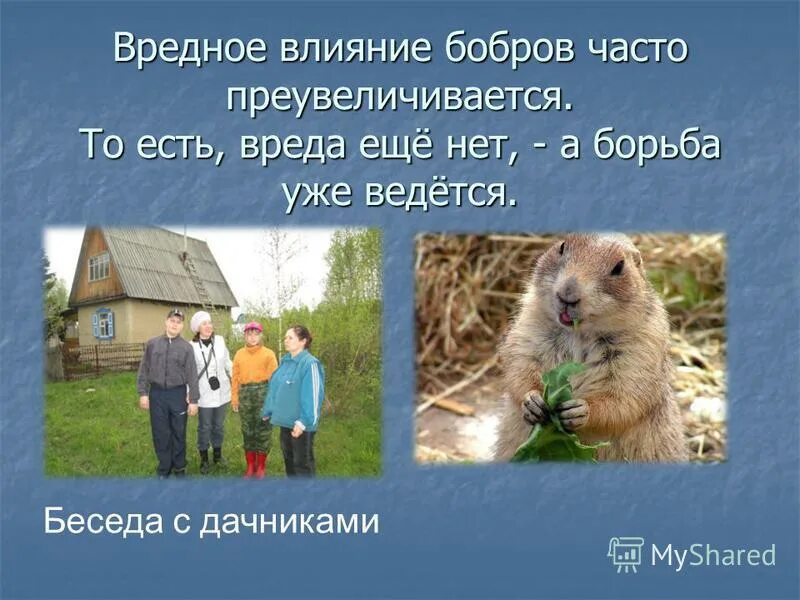 опасный бобр