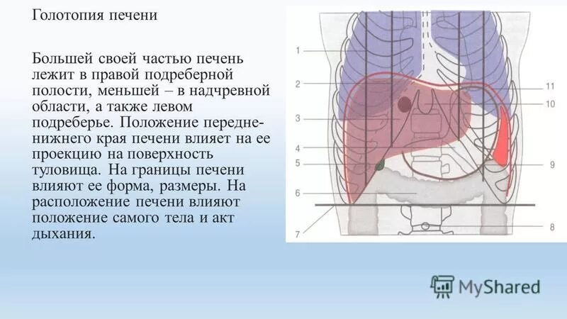 Голотопия правой лоханки приходится на угол. Топография печени голотопия. топография печени скелетотопия. печень голотопия синтопия скелетотопия. скелетотопия печени топографическая анатомия.
