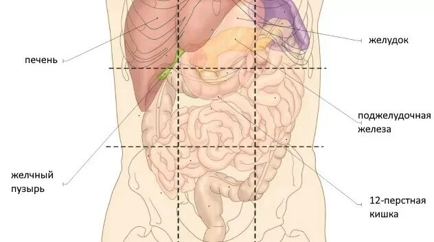 Органы в правом боку. Органы в левом боку. Болит кишечник с правой стороны. Расположение внутренних органов брюшной полости у беременных.