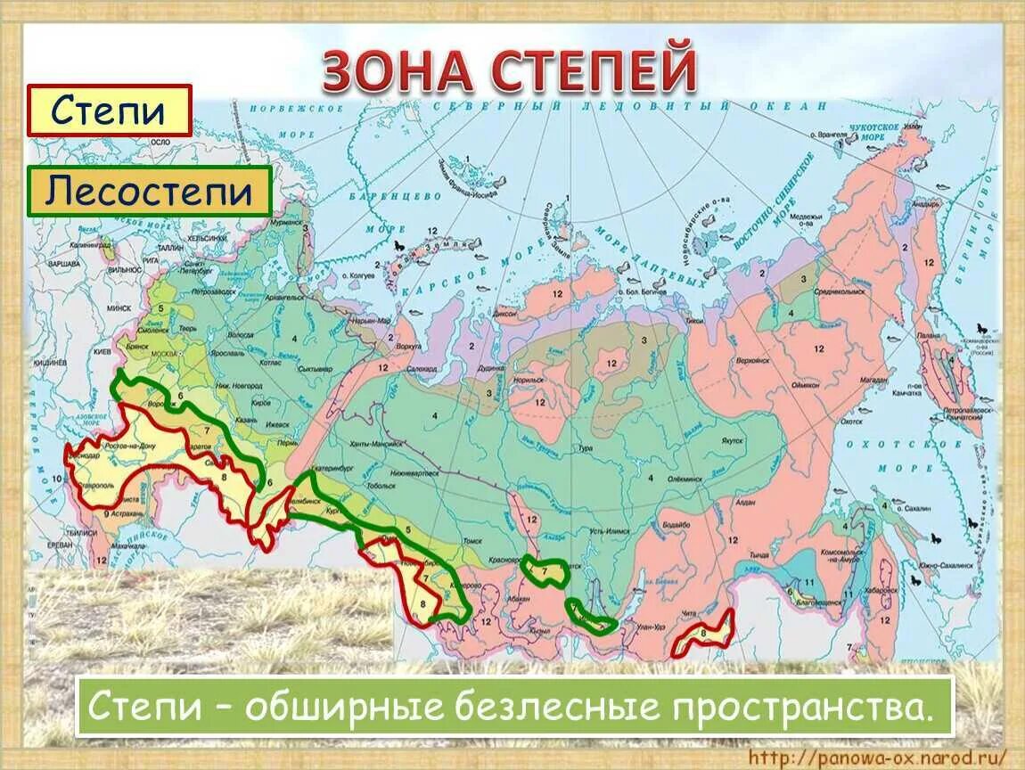 Наибольшая площадь природной зоны в россии. Зона лесостепей и степей на карте. Зона степей и лесостепей на карте России. Лесостепная зона России на карте. Степи и лесостепи на карте России.