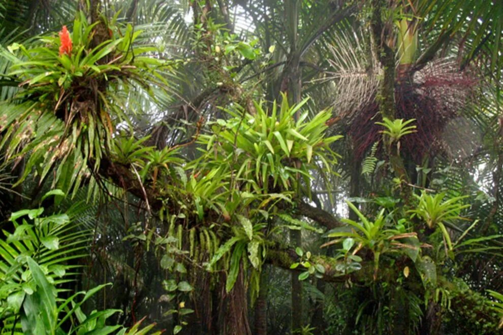 Rainforest plants. Эпифиты тропического леса. Эпифиты Южной Америки. Эпифиты в Австралии. Эпифиты в Африке.