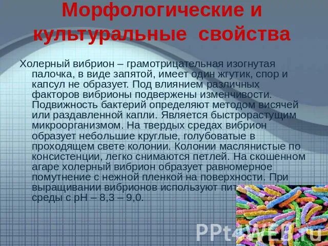 Известно что холерный вибрион вид подвижных. Подвижность холерного вибриона. Культуральные свойства холерного вибриона. Метод висячей капли вибрион холерный. Холерный вибрион грамположительный или грамотрицательный.