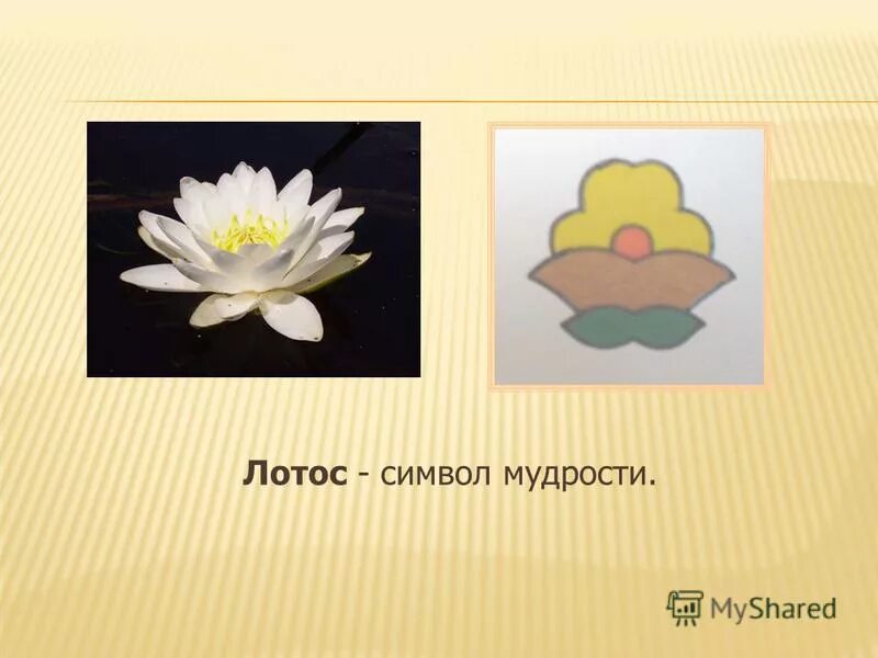Лотос символ чего. Лотос символ чего