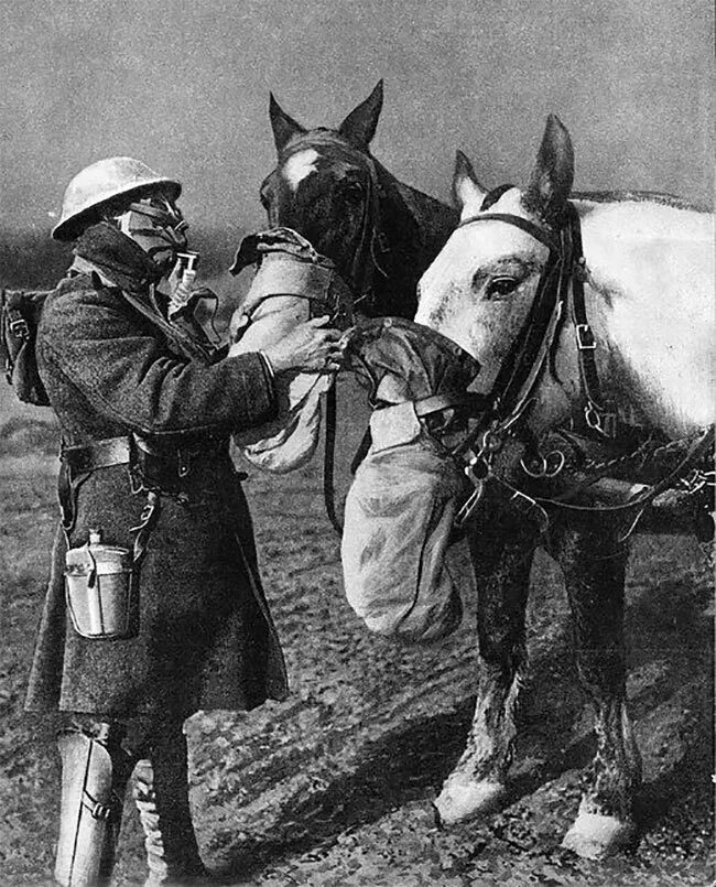 Лошади во время войны. Противогаз на лошадь 1 мировая. Лошади в мировой войне 1914-1918.