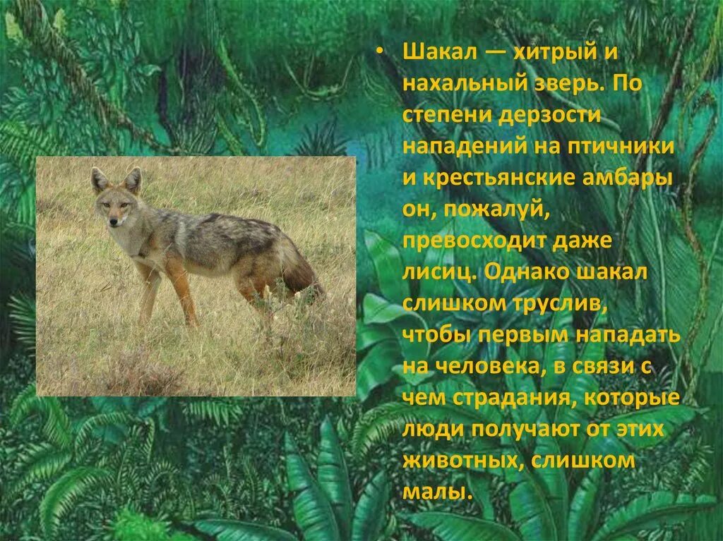 Шакал значение. Доклад про шакала. Шакал описание. Животное субтропиков Шакал. Шакал сообщение о животном.