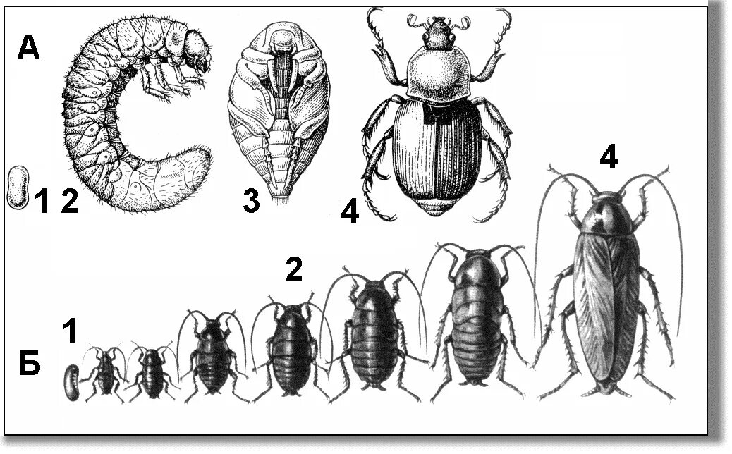 Цикл развития насекомых. Эволюция насекомых. Размножение и развитие насекомых. Неполный цикл развития насекомых. Полный метаморфоз стадии