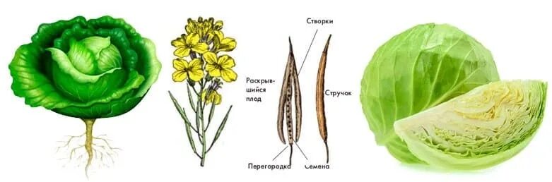 Капуста видоизмененный корень. Стебель капусты кочерыжка. Жилкование листа капусты белокочанной. Строение стебля капусты. Жилкование листа карусты бело.