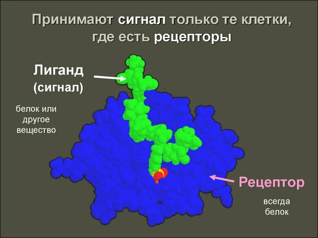 Активные центры белков. Строение активного центра биохимия. Строение активного центра ферментов. Центры связывания белка. Активные центры белков.