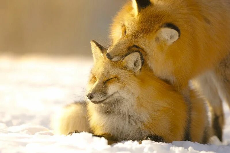 Foxes amazing. Лиса. Лисы любовь. Объятия Лис. Лисички обнимаются.