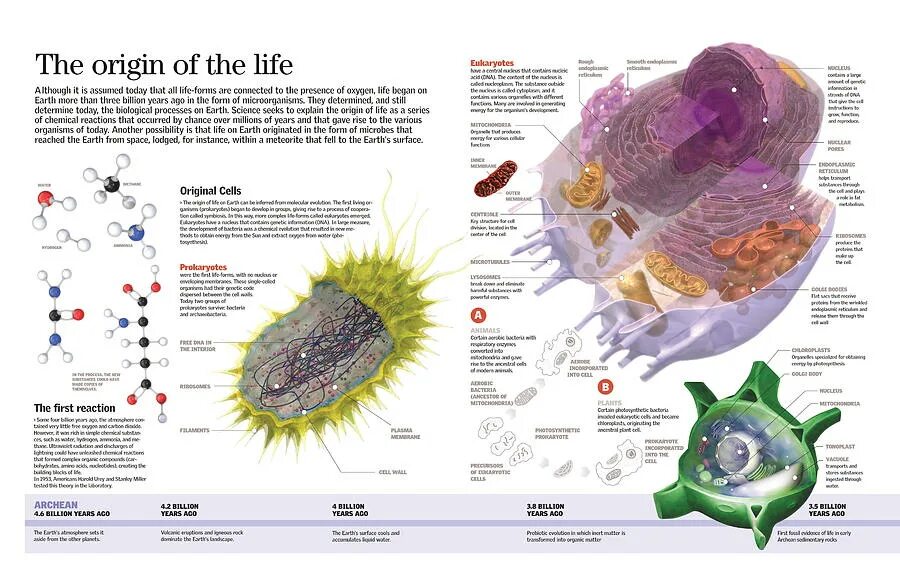 What is the origin of. The origin of life. the origin of life on earth. the emergence of life on earth. history of life on earth.