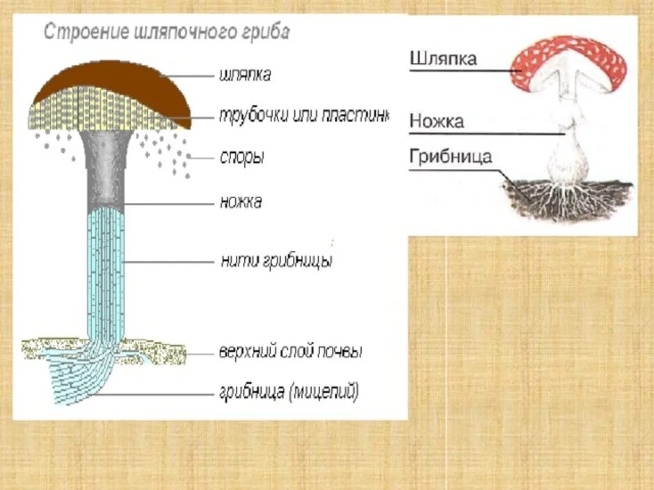 Строение шляпочных грибов рисунок. Строение шляпочного гриба рисунок. Строение шляпки шляпочного гриба. Строение пластинчатого гриба. Строение пластинчатых грибов