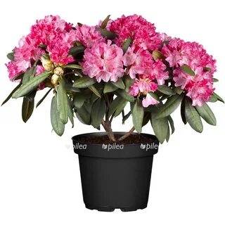 Рододендрон фото комнатный