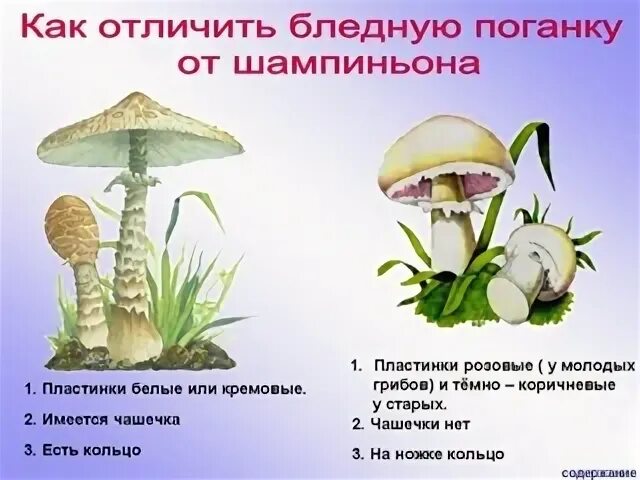 Проверочная работа по теме грибы 3 класс. Творческое задание съедобные и ядовитые грибы. съедобные и ядовитые грибы 5 класс биология. задачи ядовитые грибы. практическая работа съедобные и ядовитые грибы.