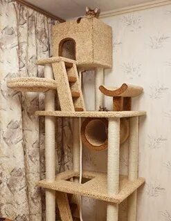 Кошкин домашние