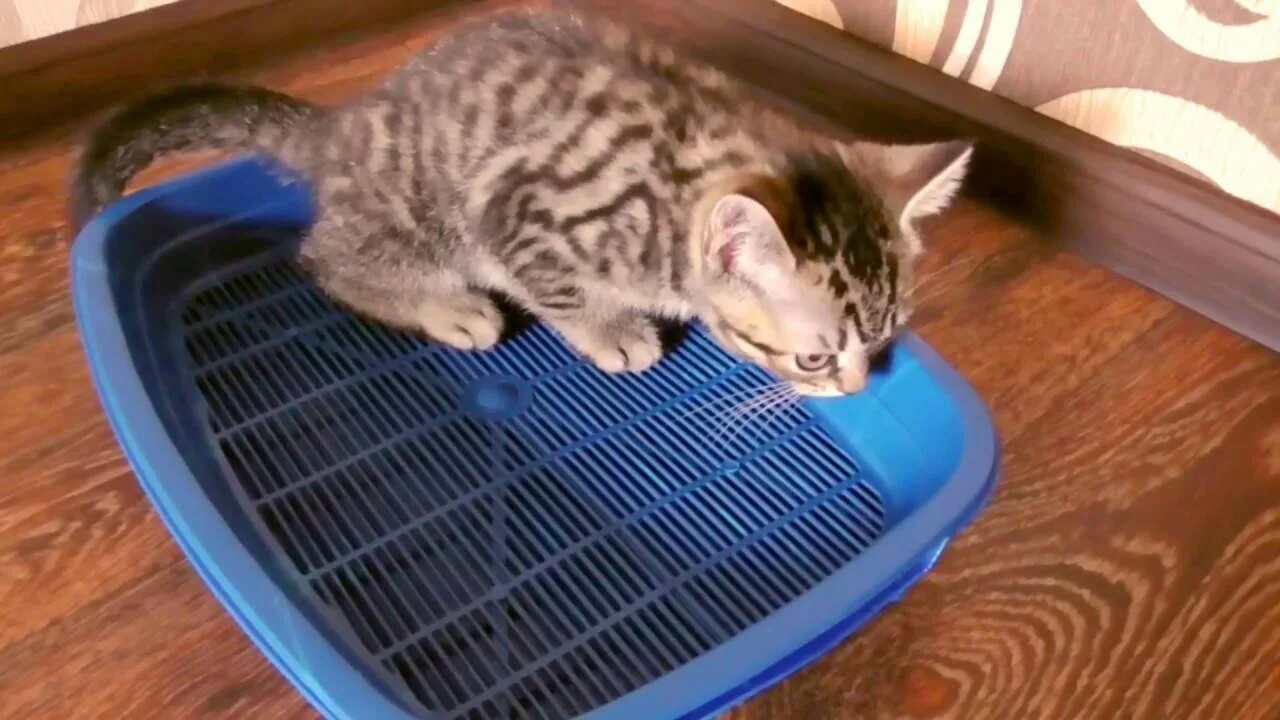 Как быстро приучить котенка. Приучение питомца к лотку. габариты кошачьего лотка. ка приручить котёнка к лотку. процесс приучения котенка к лотку.