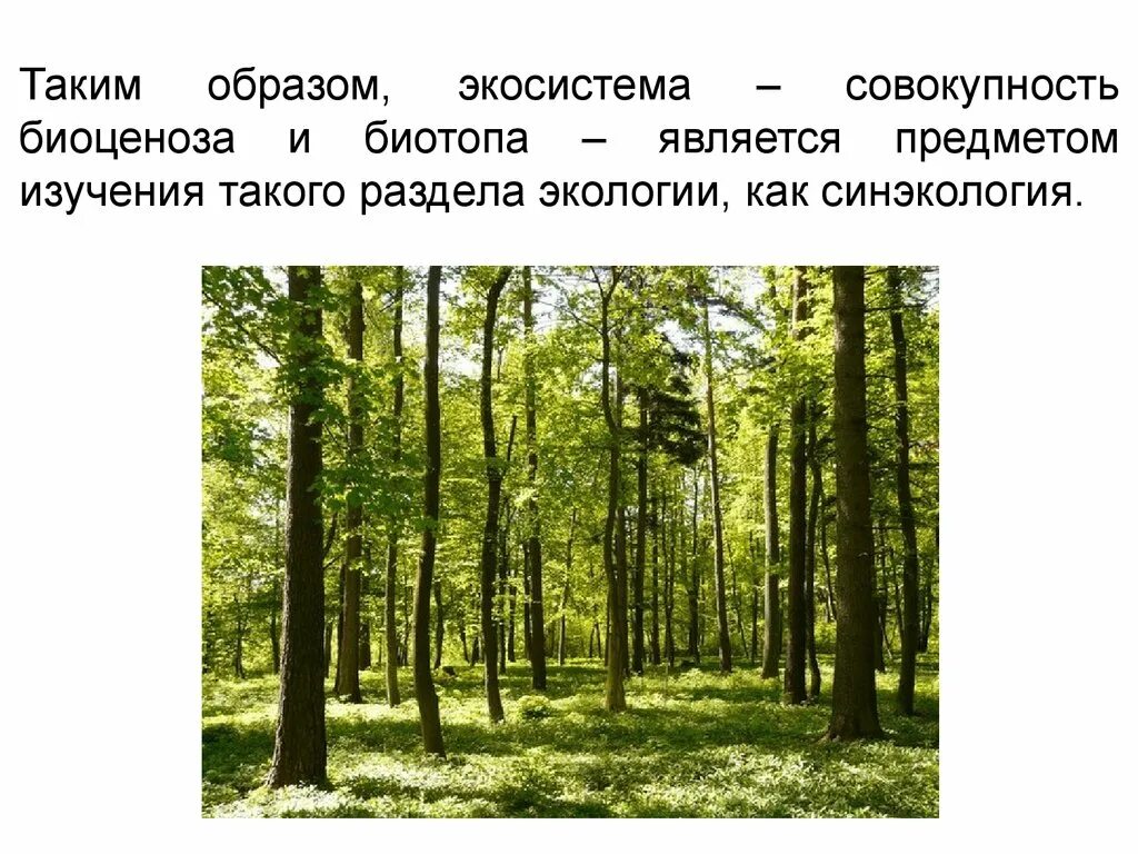 Выберите природный биоценоз. Биоценоз Дубравы. Экосистема биоценоз биотоп сукцессия. Дубрава биоценоз биогеоценоз. Экосистема Дубравы пространственная.