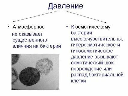 Действие бактерий