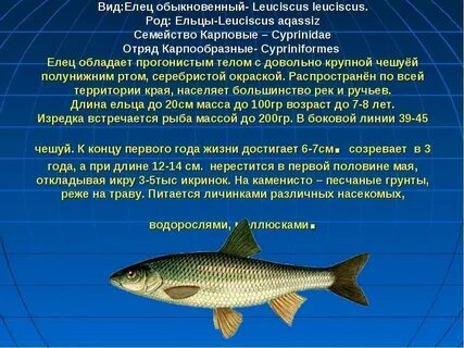Жерех рыба семейства