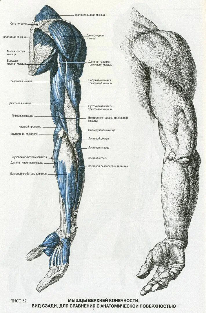 Строение руки рисунок. Строение руки анатомия мышцы. Мышцы предплечья анатомия Баммес. Мышцы верхних конечностей пластическая анатомия. Мышцы руки анатомия атлас.