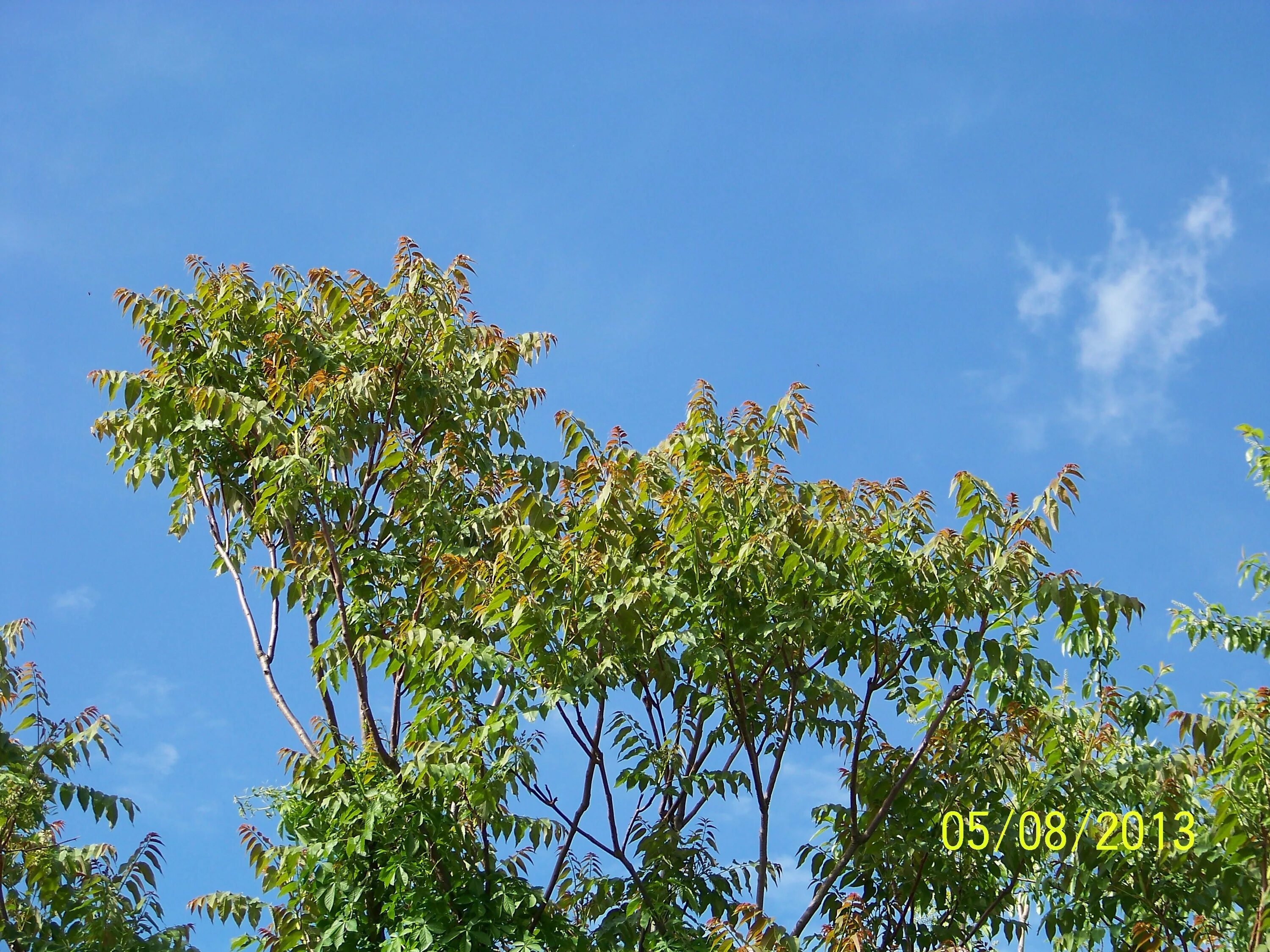 Ясень китайский тип питания. Айлант дерево. Айлант китайский ясень. Ailanthus altissima Айлант высочайший. Айлант Крымский.