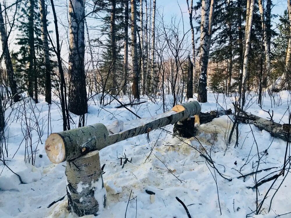 Солонцы для животных. Солонцы для копытных. Солонцы для копытных животных. Солонец для лося