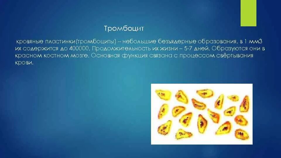Количество тромбоцитов в 1 мм3. Кровяные безъядерные пластинки. тромбоциты в 1 мм3 крови. тромбоциты в 1 мм. количество тромбоцитов в 1 мм3 крови человека.