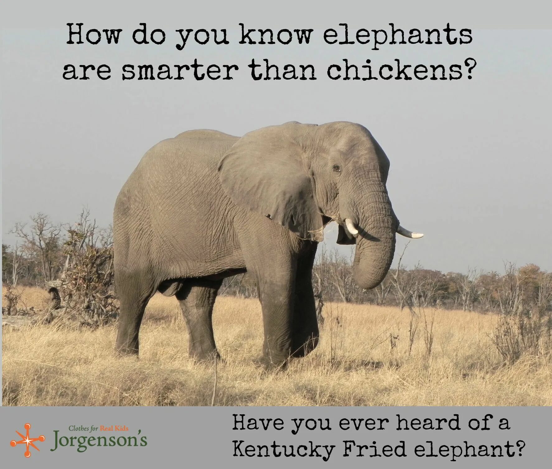 It s an elephant. Elephant jokes. The Elephant jokes примеры. Картинки the Elephant jokes. Funny Elephant for Kids.