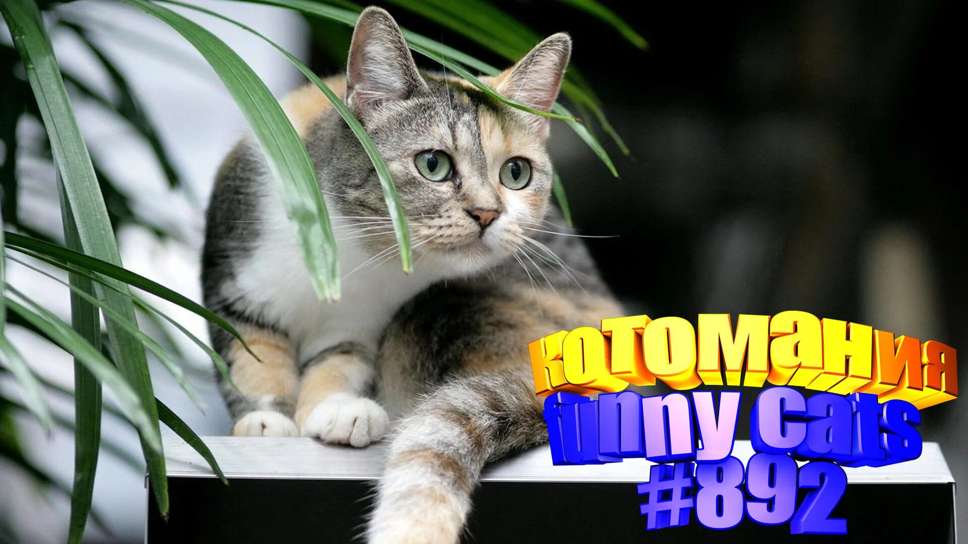 добрый котейка. видео для кошек. добрый кот видео. добрый котейка. канал смешные коты.