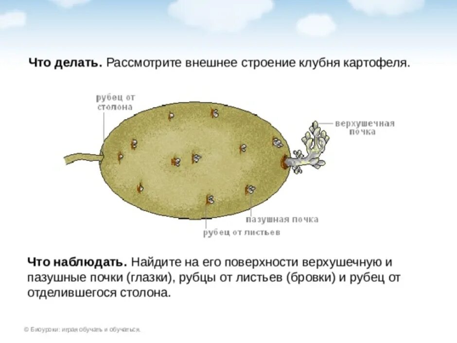 Строение клубня картофеля почки. Внешний вид клубня картофеля и подпишите его части. Клубень картофеля и его части. ПАЗУШНАЯ почка у клубня картофеля. Клубень картофеля и ус садовой земляники