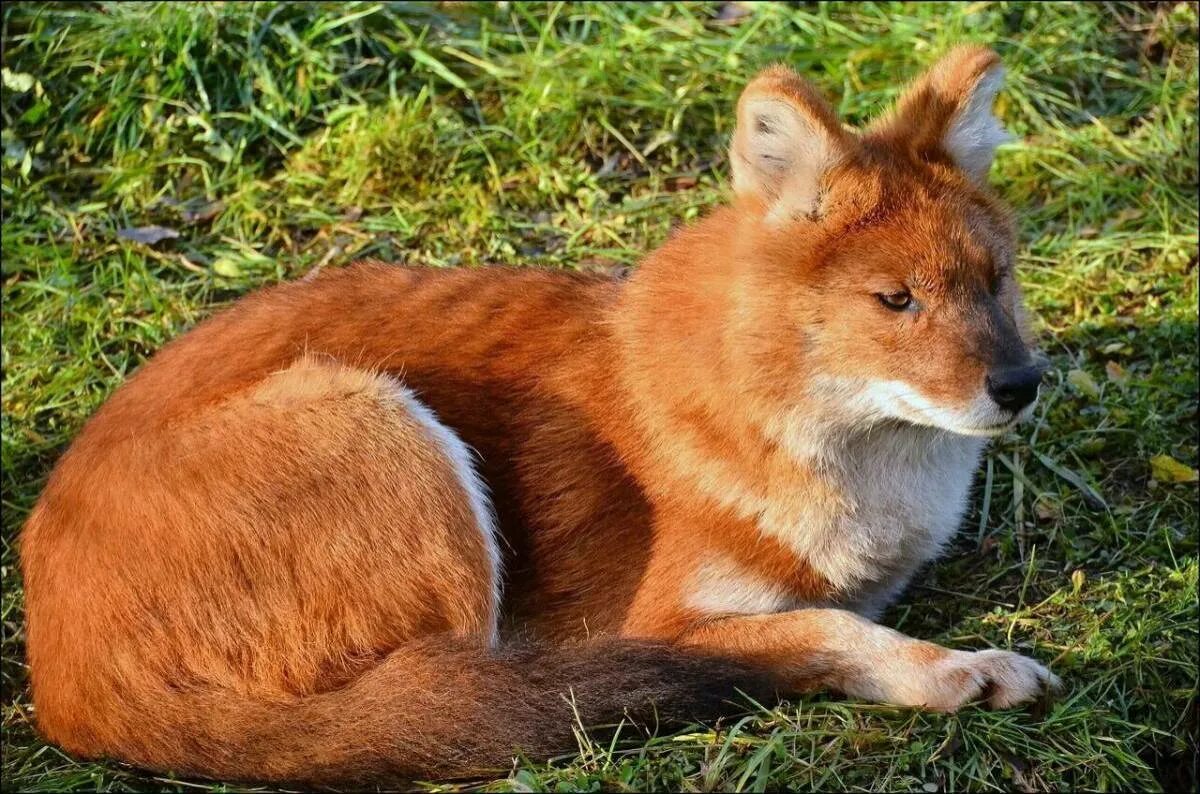 Красный волк (cuon alpinus). Ягуар красный волк. Тянь-шанский красный волк. Тянь-шанский красный волк. Уссурийский красный волк.