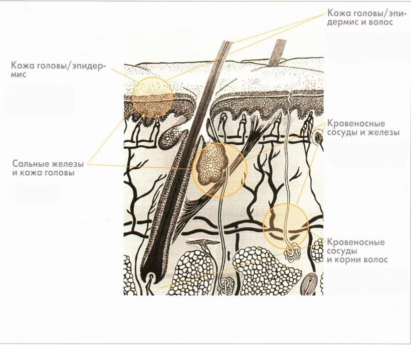 Рассмотрите изображение и определите какая структура кожи. Строение кожи головы. Структура кожи головы. Строение кожи и волоса. Строение кожи головы и волос.