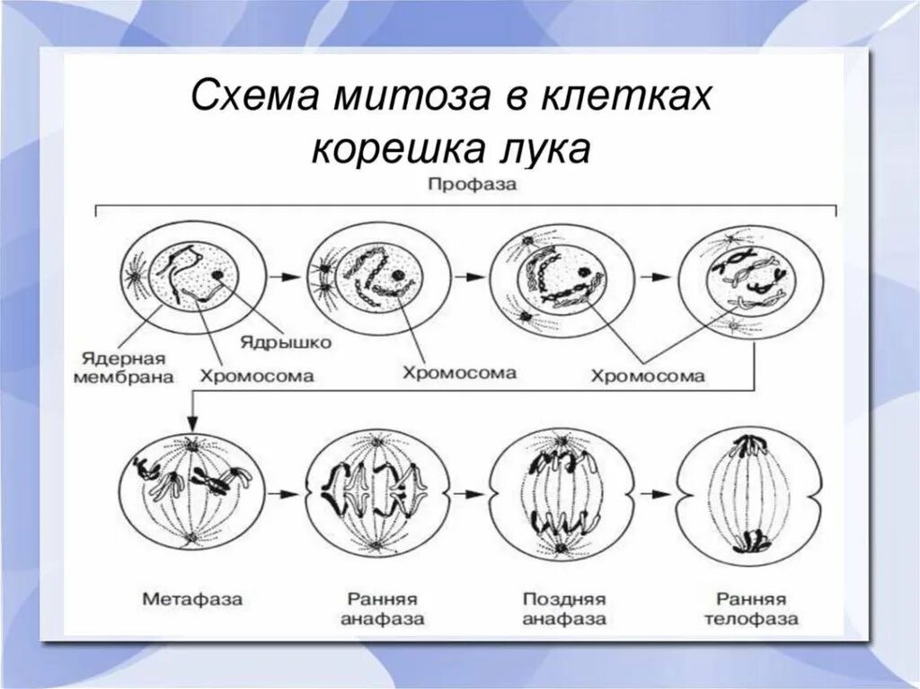 Митоз какой метод исследования. Фазы митоза схема. Схема митотического деления растительной клетки.