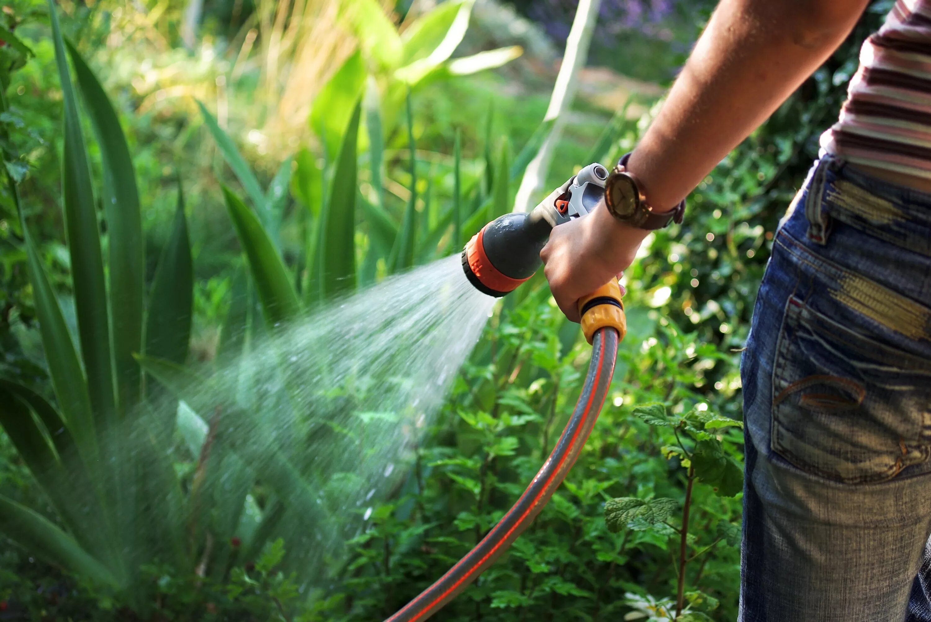 We were watering the plants. Шланги для полива огорода. Распылитель садовый для полива. Полив огорода шлангом. Шланг для полива сада.