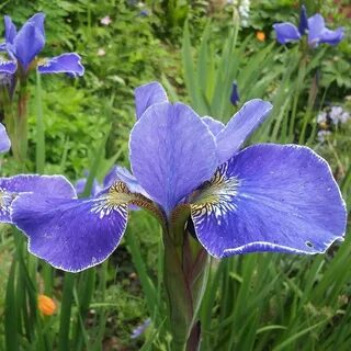 Silver iris