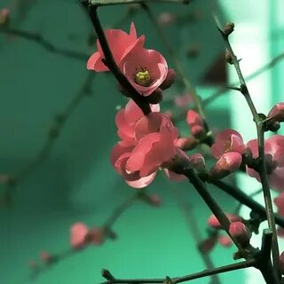But flowers