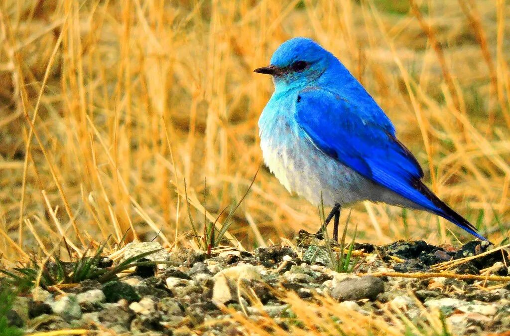 Синяя птица памира. Синяя птица. Птица с синим оперением. Шапки синей птицы. Синяя птица на юге России.