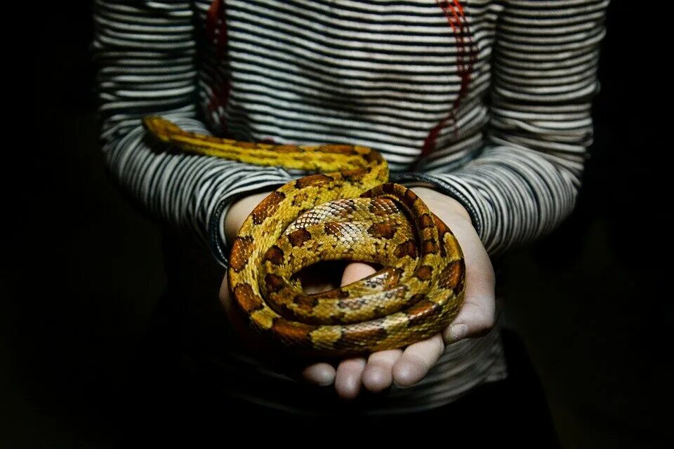 Змеиный клубок. Девушка змея. Бирюзовая змея. К чему снится большая змея анаконда. К чему снится большая змея анаконда.