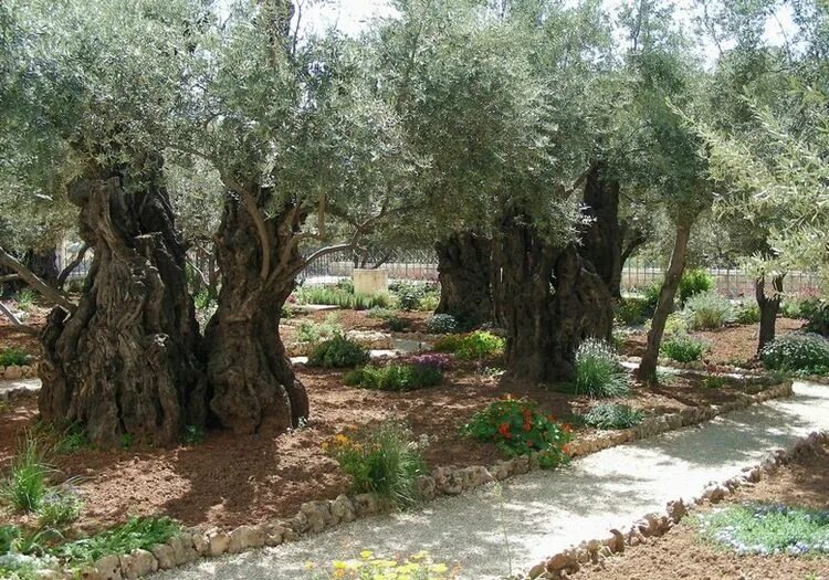 Гефсиманский сад оливы. Елеонская гора Гефсиманский сад.