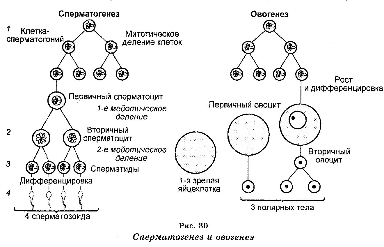 Этапы сперматогенеза 6 этапов. Фазы овогенеза схема. Схема образования сперматогенеза. Схема сперматогенеза и овогенеза. Схема сперматогенеза и оплодотворения.