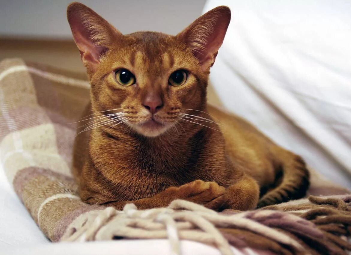 Фотографии абиссинскую породу. Абиссинская кошка. Кот породы абиссинец. Абиссинская тигровая кошка. Эфиопская кошка абиссинец.