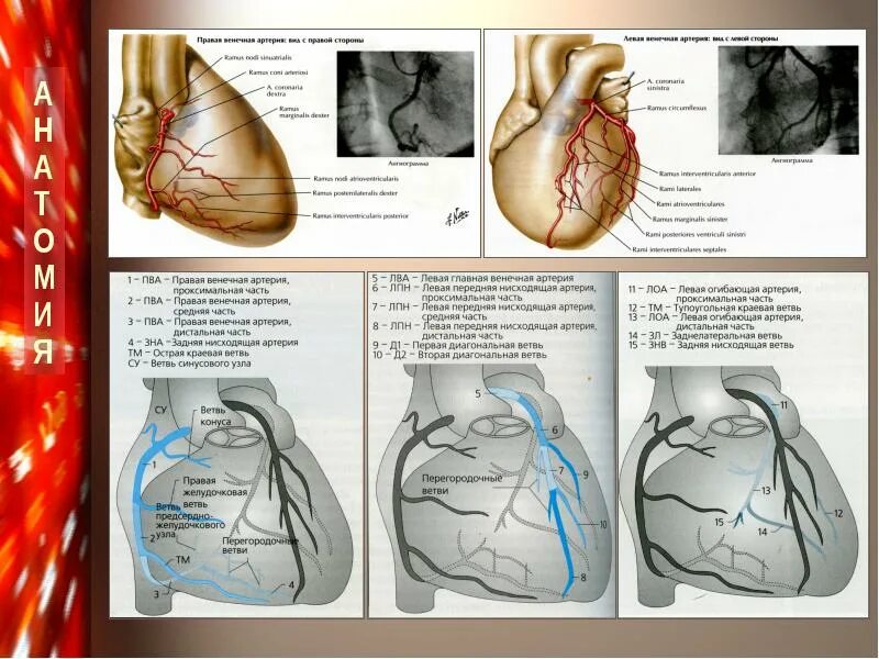 Коронарные артерии кровоснабжают. Ветви огибающей коронарной артерии. Коронарография сердца кт анатомия\. Анатомия коронарных артерий коронарография. Коронарные артерии венечные вены.