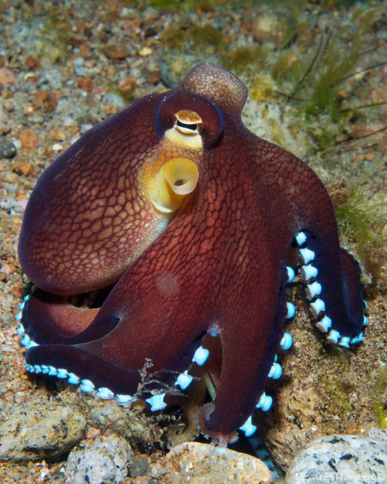 Amphioctopus marginatus. Синекольчатый осьминог. Короткорукий осьминог. Осьминог Джильберта.