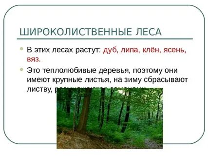 Зона смешанных и широколиственных лесов особенности климата